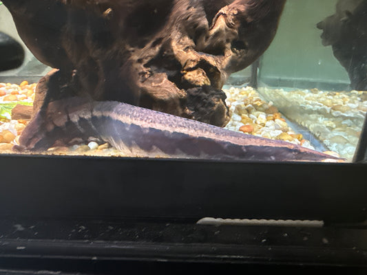 11”-12” Borneo Python Eel
