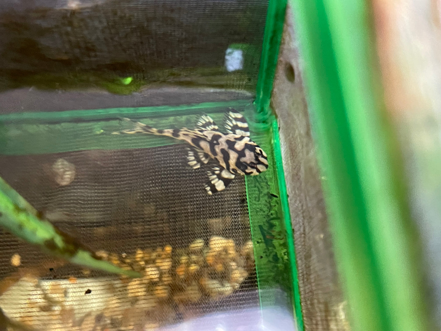 L236 super white pleco