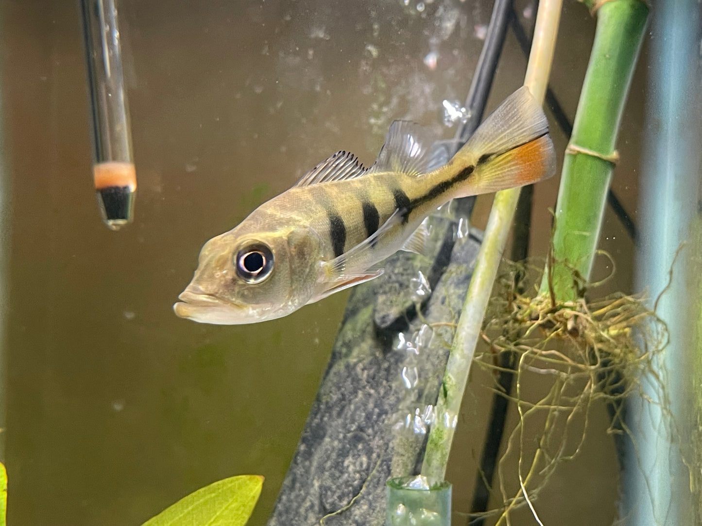 Monoculus Peacock Bass (CICHLA MONOCULUS)