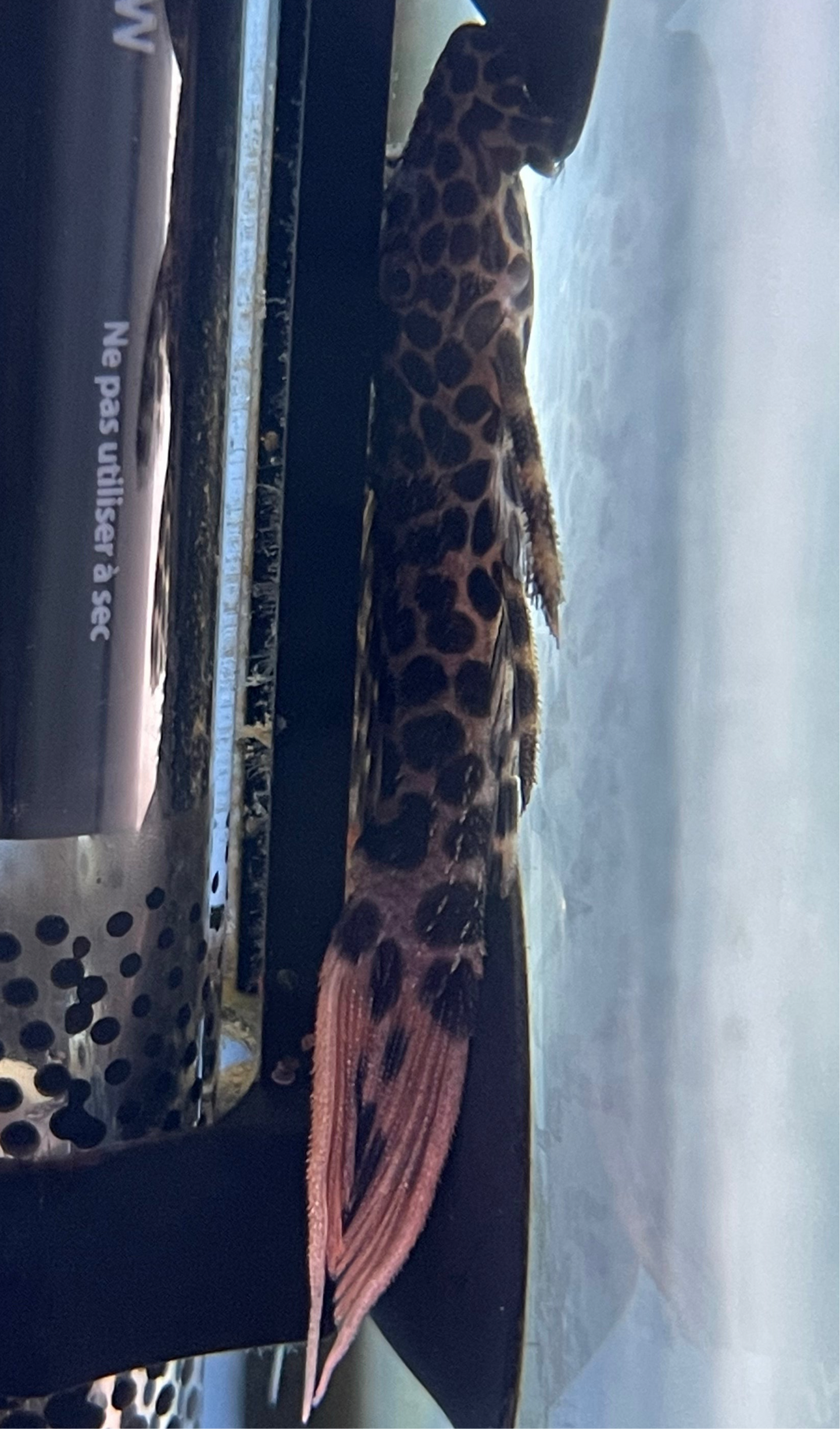 Leopard cactus pleco 2.5”