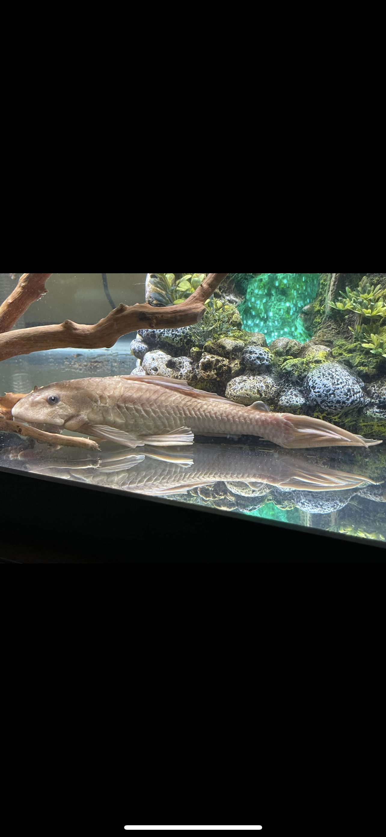 White Chocolate Pleco