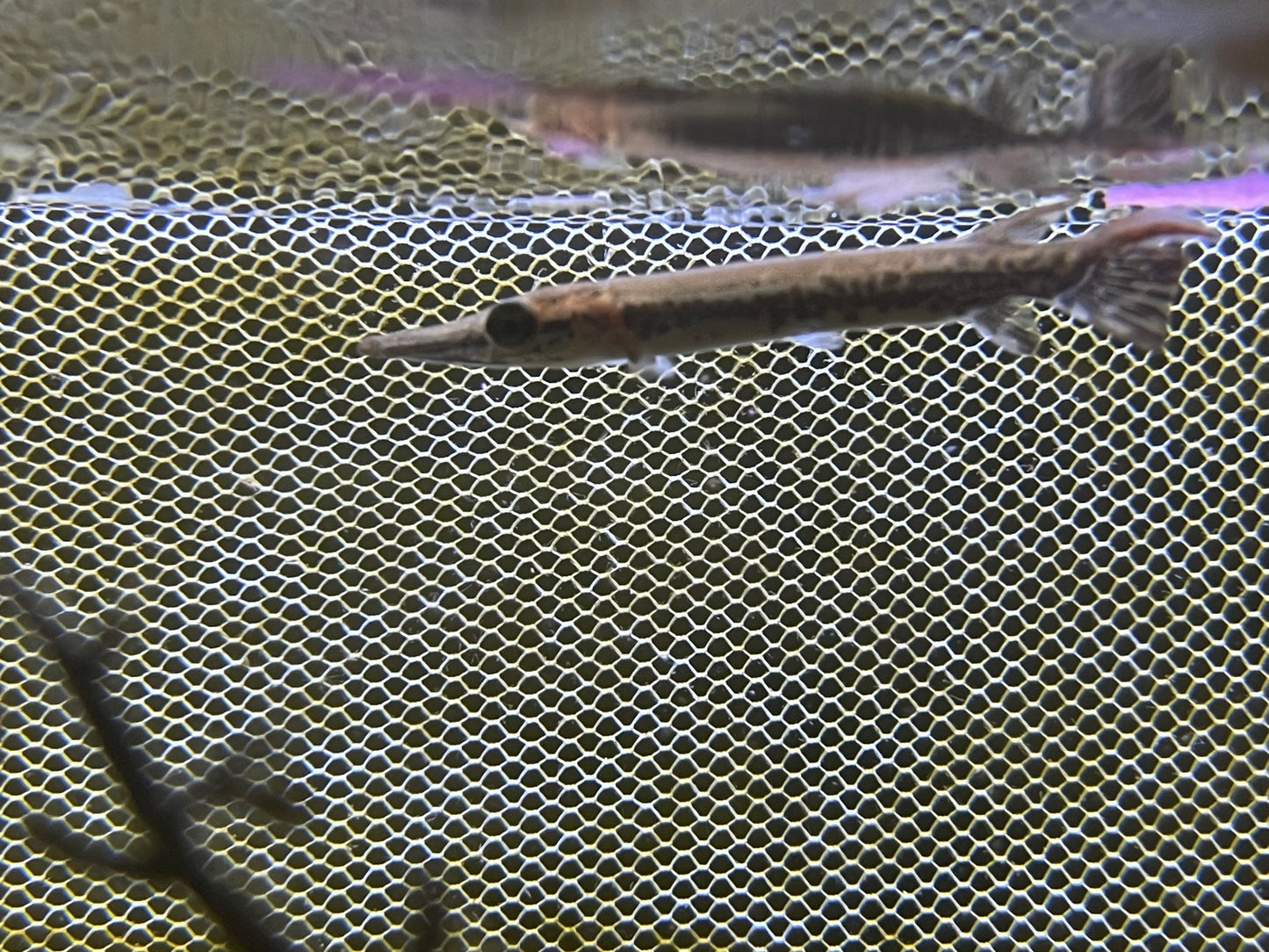 alligator gar