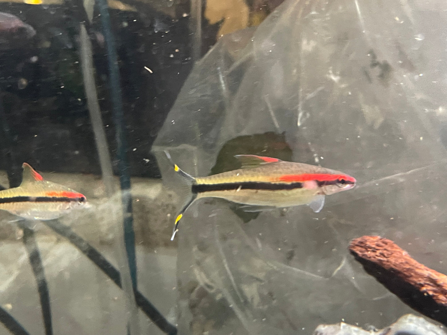 Roseline shark 2.5-3” denisonii barb