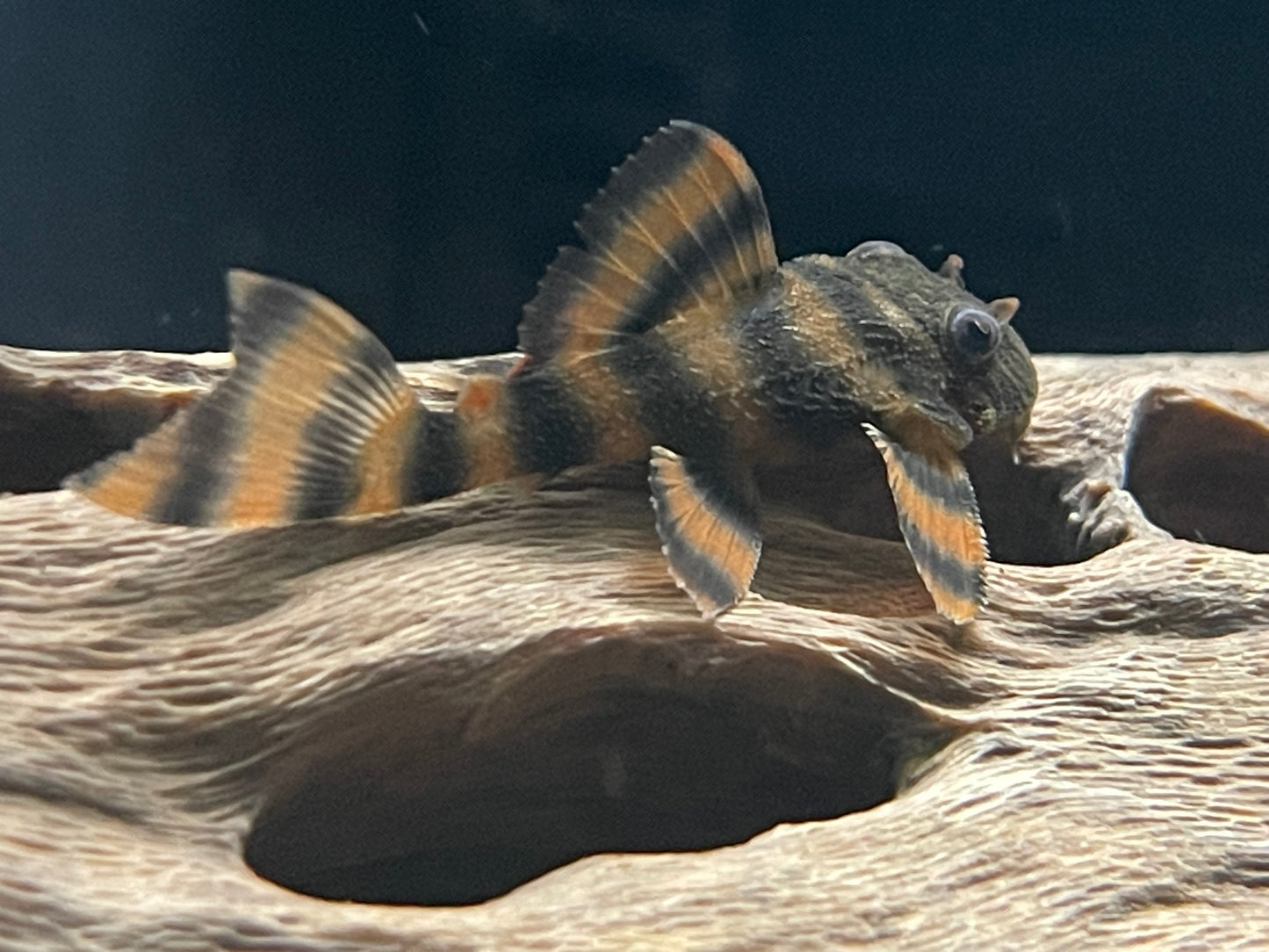 L397 Alenquer tiger pleco
