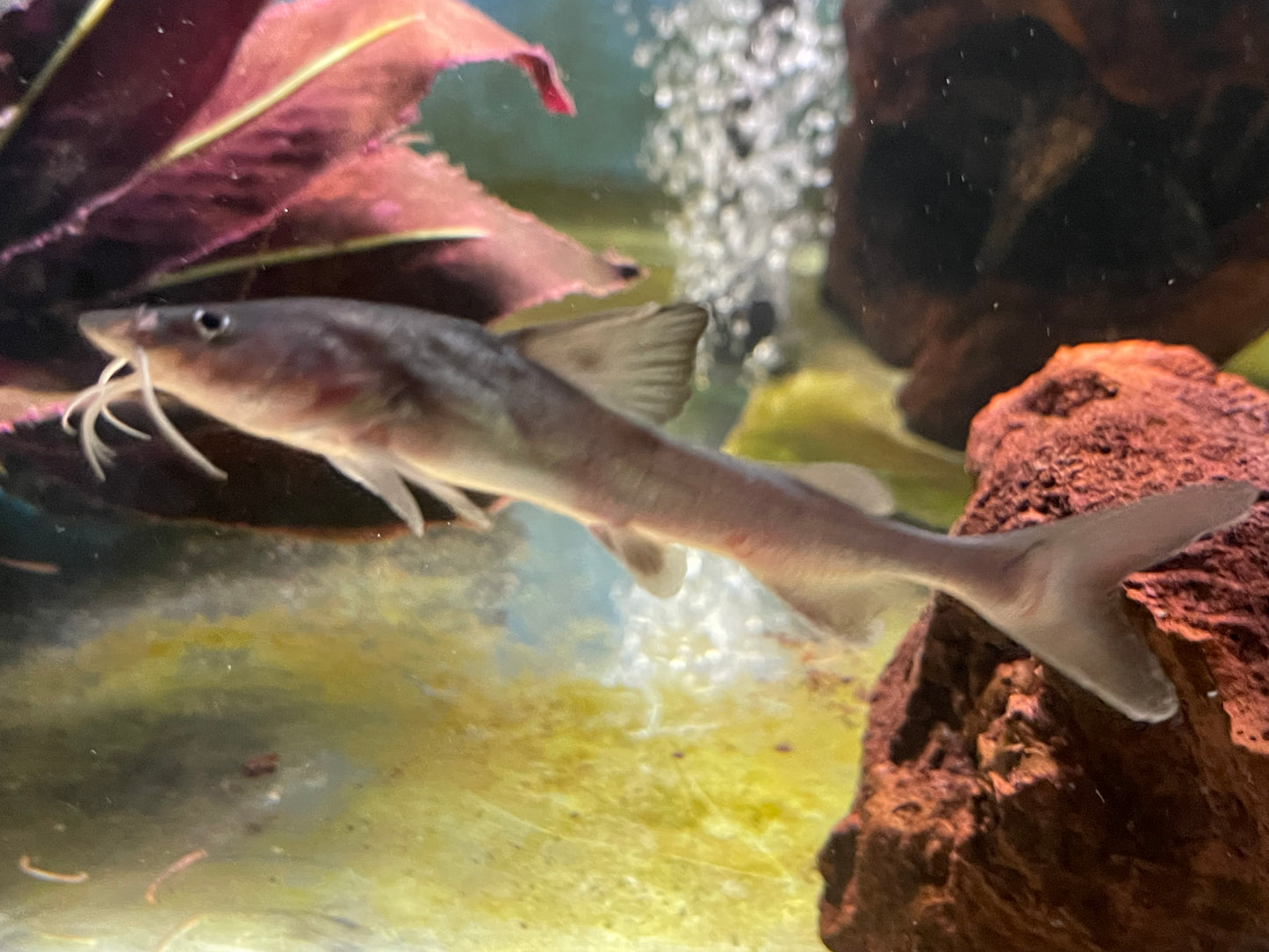 Stormii catfish