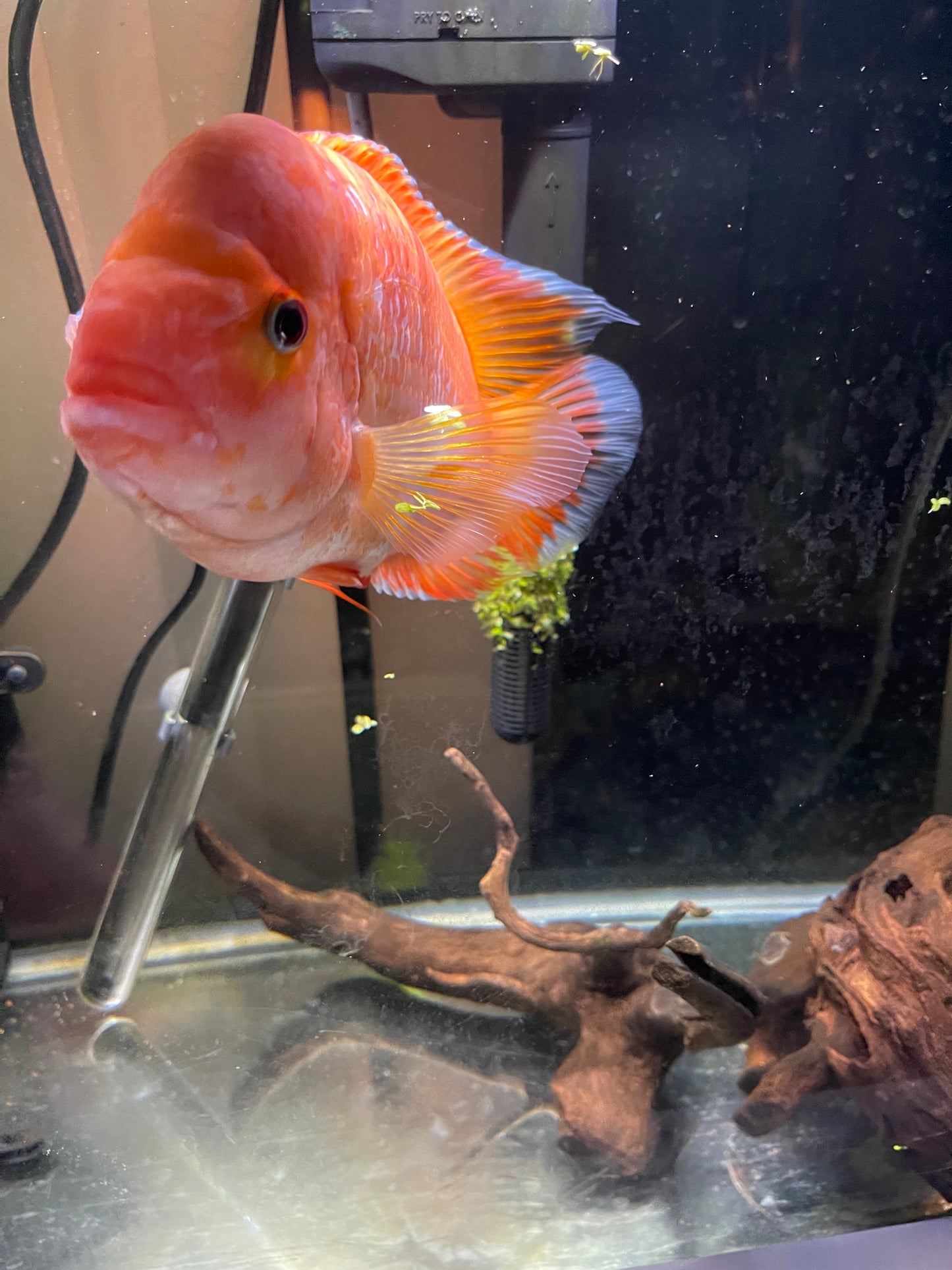 Pair of creamsicle Midas cichlids