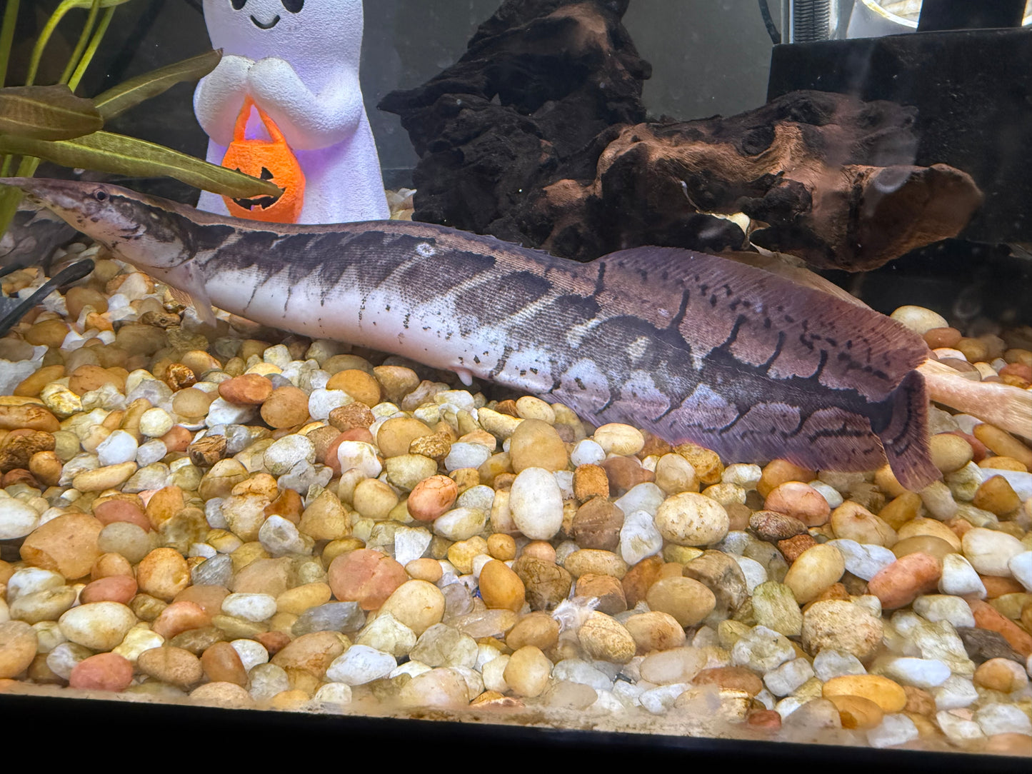 11”-12” Borneo Python Eel