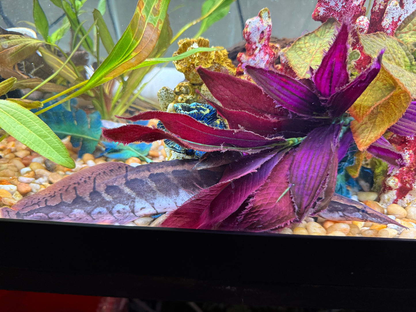 11”-12” Borneo Python Eel