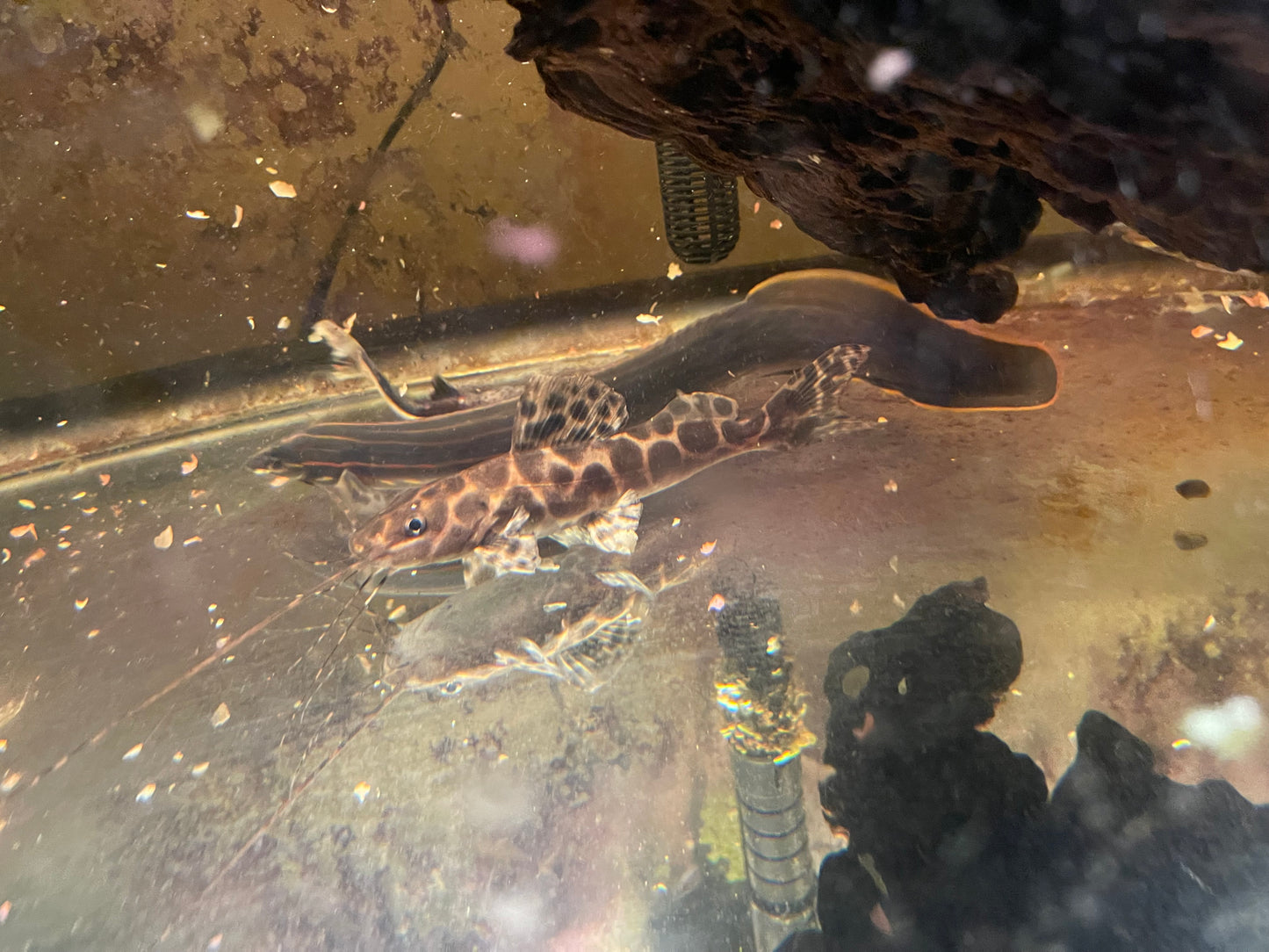 Achara catfish