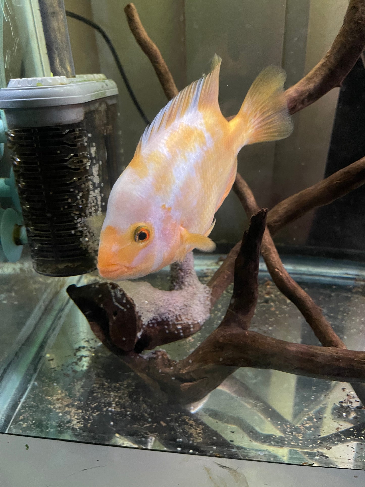 Pair of creamsicle Midas cichlids