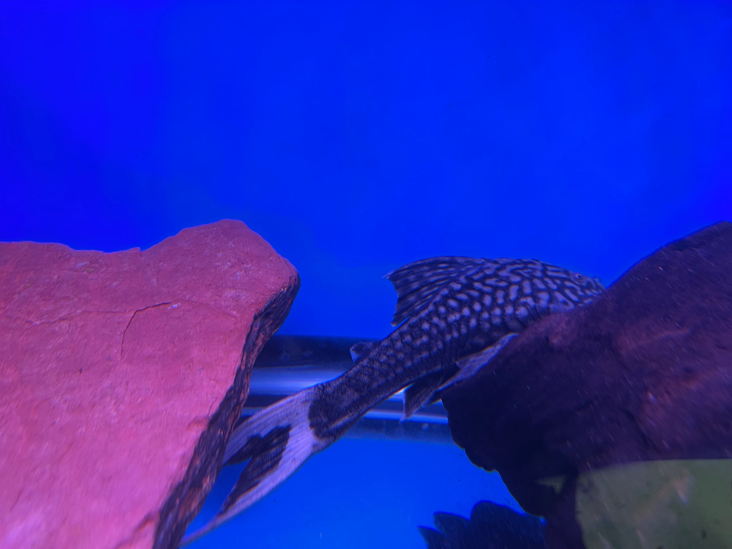 L090 Papa pleco (Panaque bathyphilus)