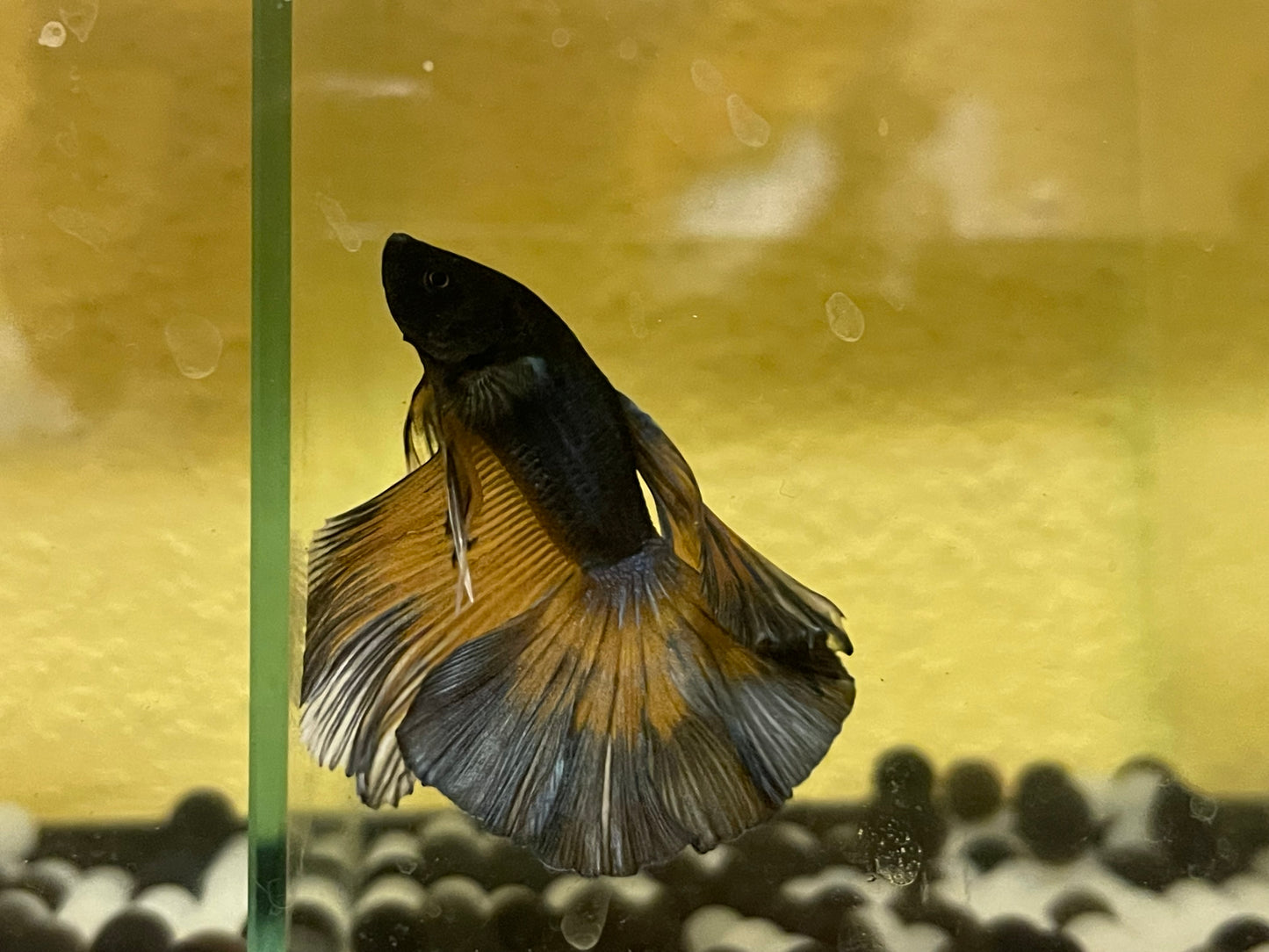 Mustard gas betta male