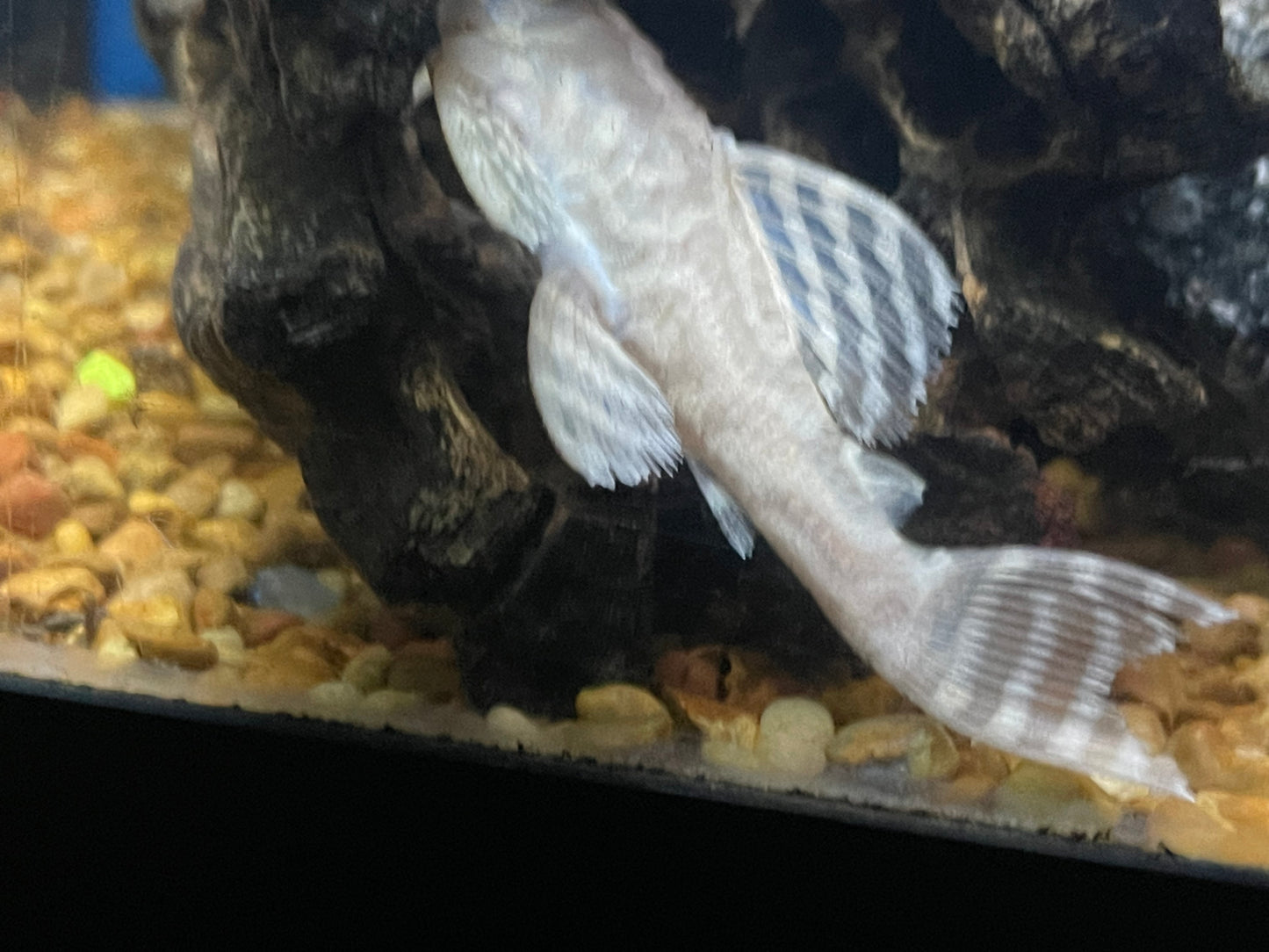 L333 Albino king tiger