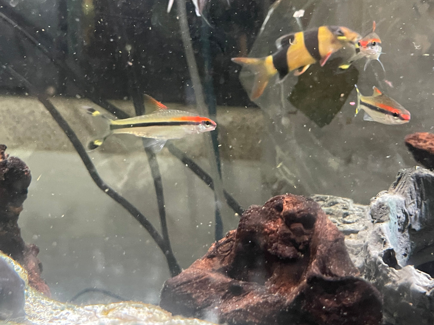 Roseline shark 2.5-3” denisonii barb