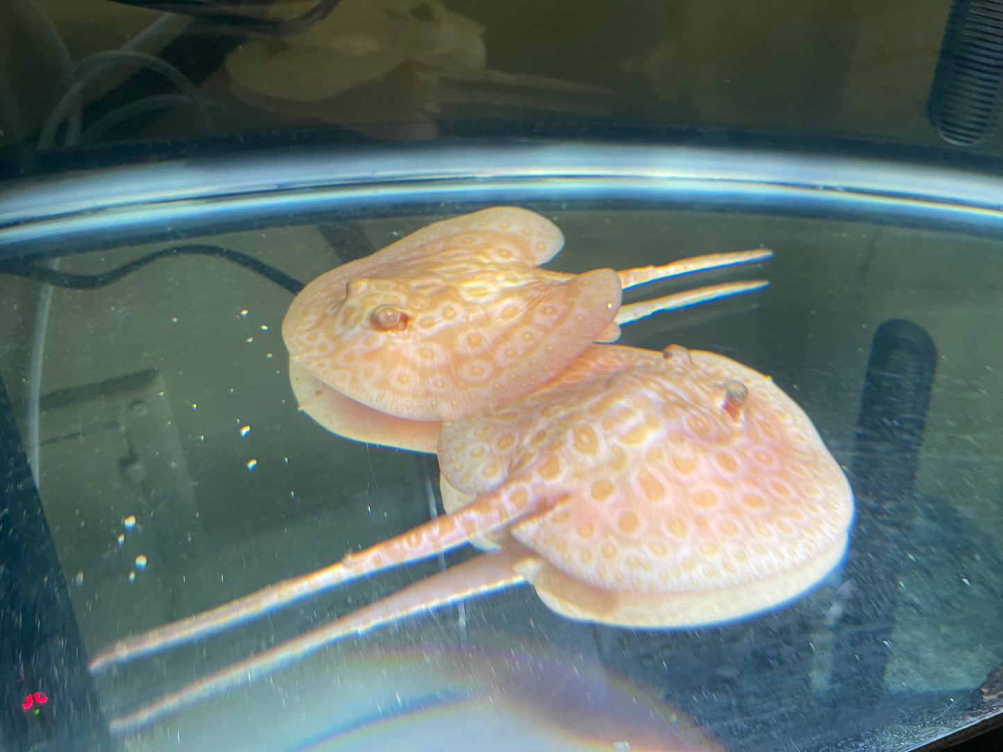 M/F Albino golden base pearl stingray pair