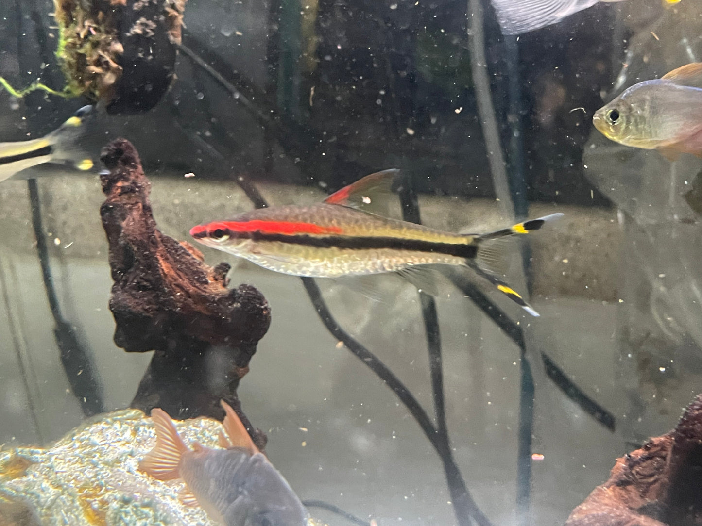 Roseline shark 2.5-3” denisonii barb