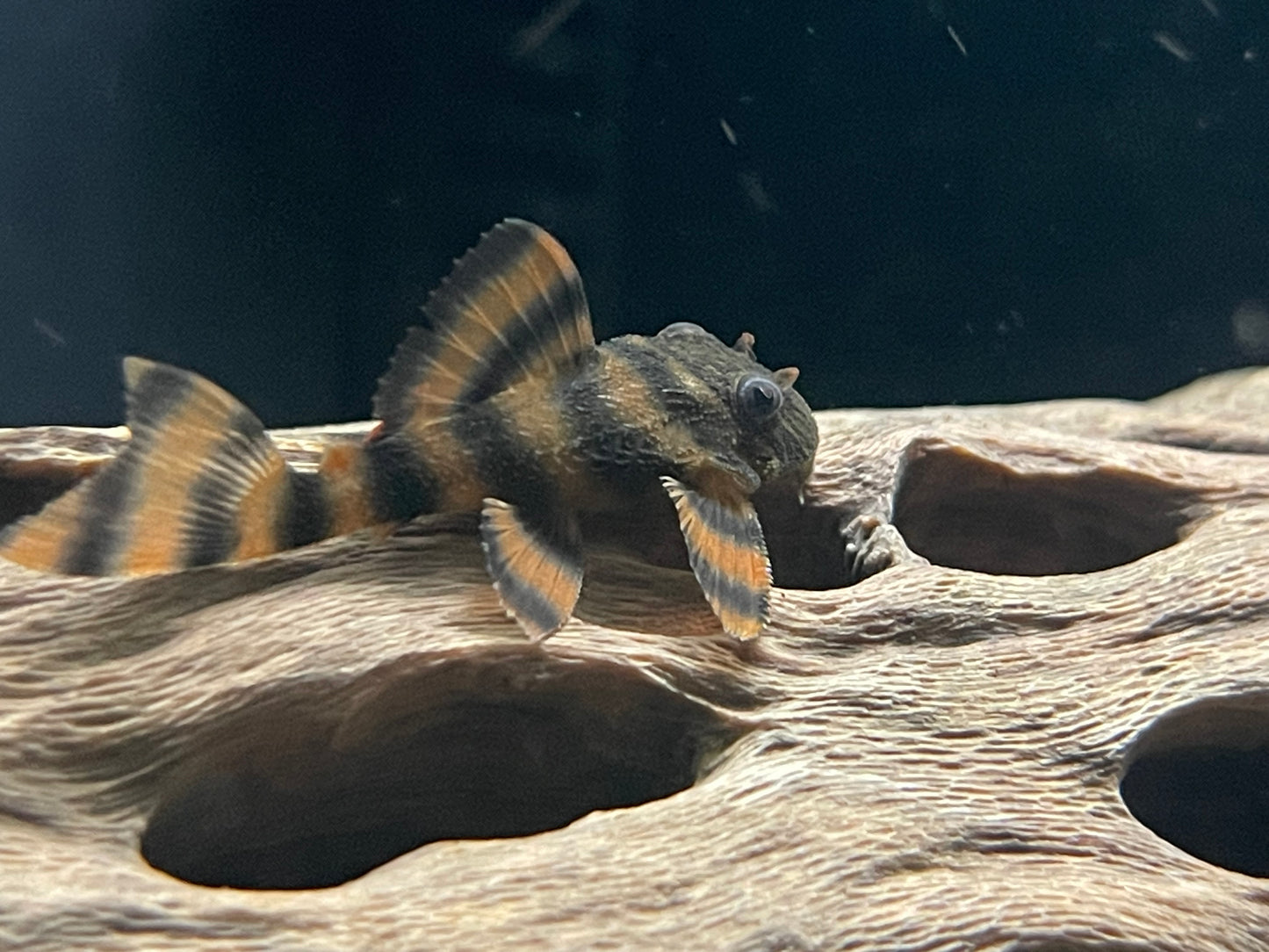 L397 Alenquer tiger pleco