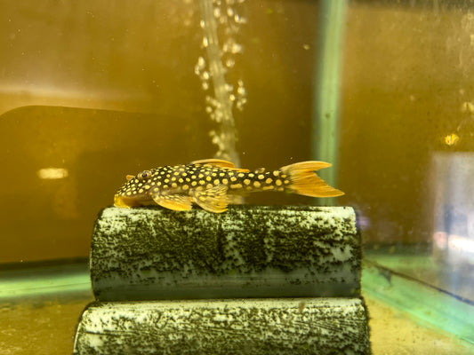 Sultan, sunshine, and red titanic pleco custom bundle