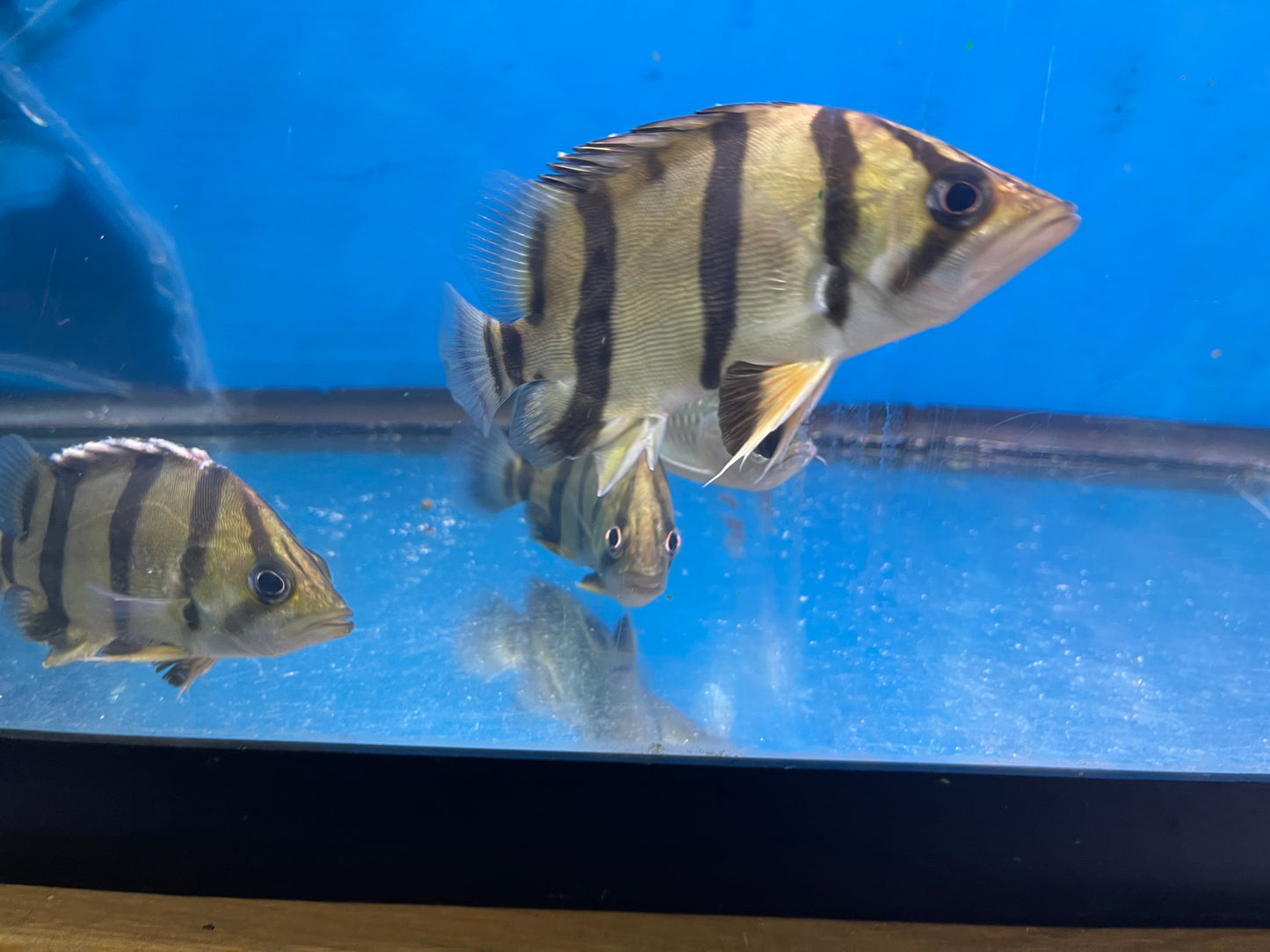 Nttd Northern Thailand Tiger Datnoid  
(Datnioides Undecimradiatus)