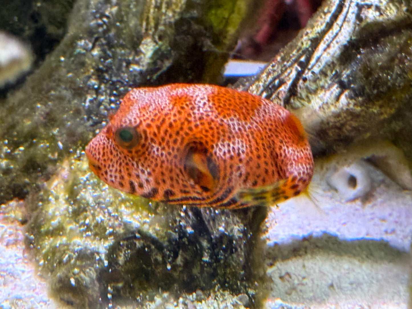 Orange starry puffer 2.5” (saltwater)
