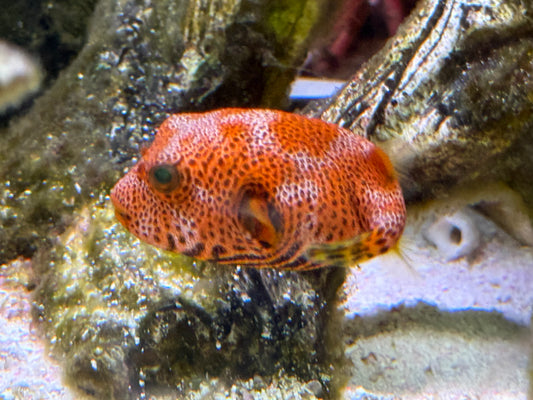 Orange starry puffer 2.5” (saltwater)