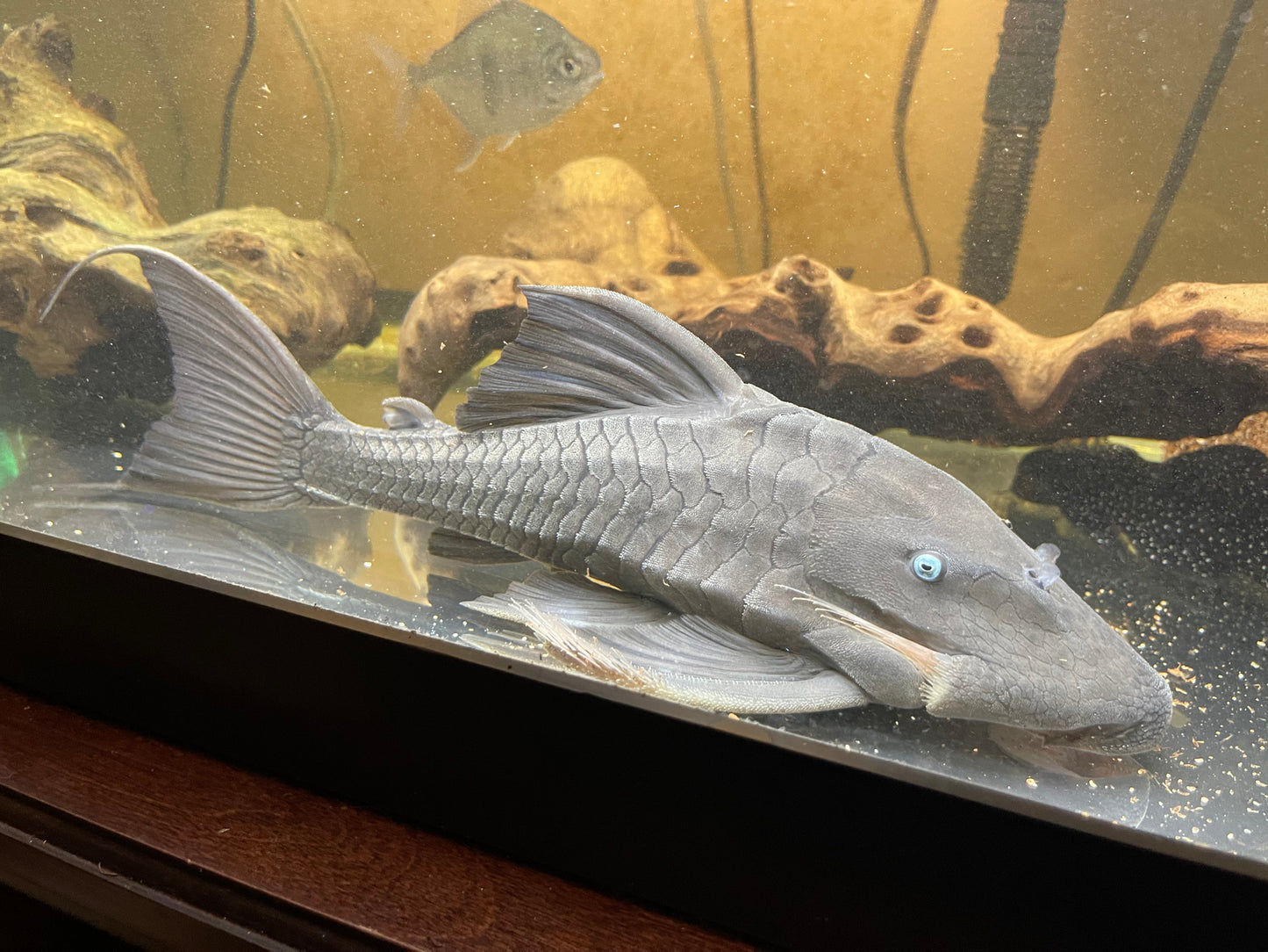 Blue eye panaque pleco