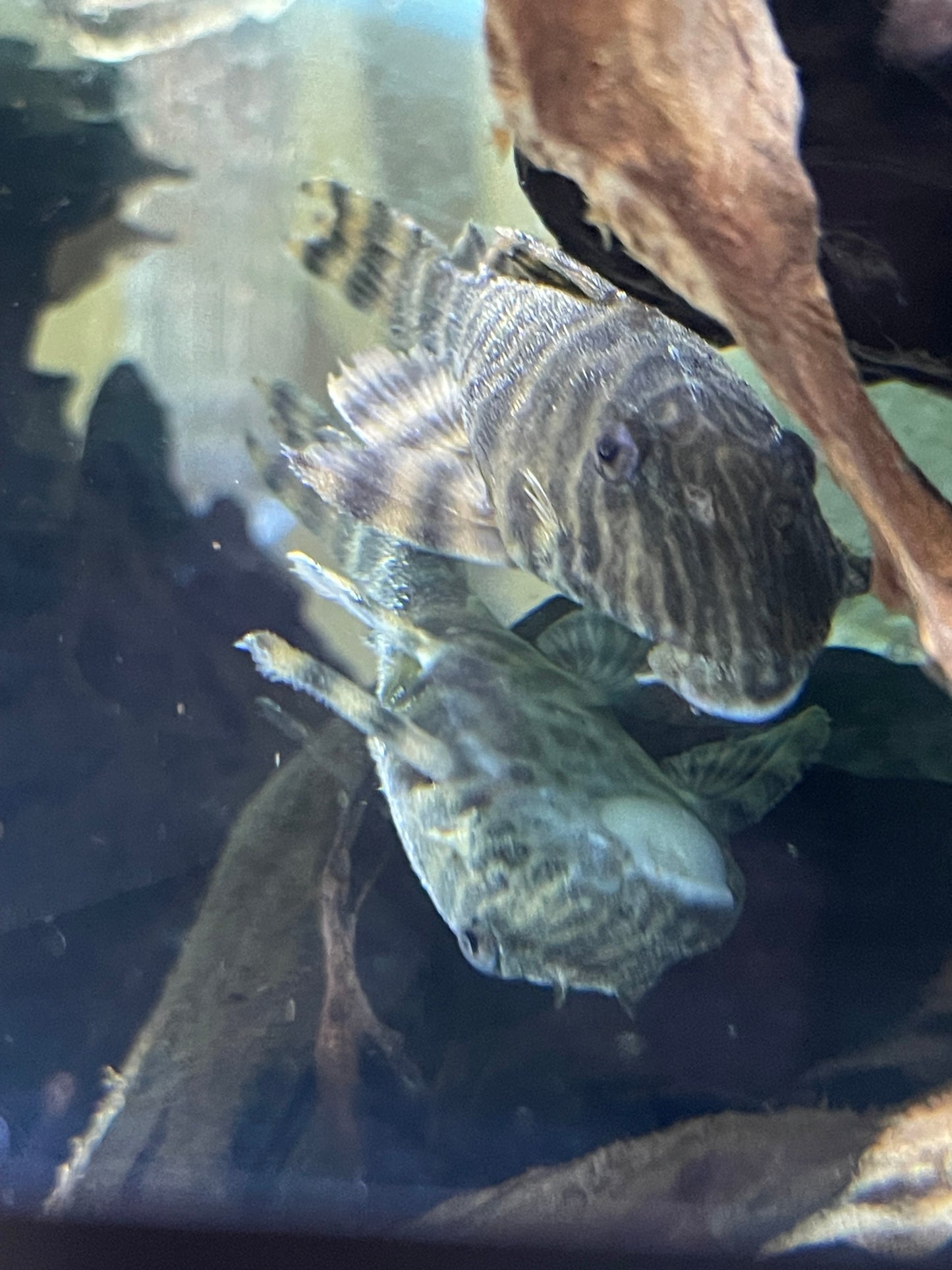 Tankei tiger pleco L398