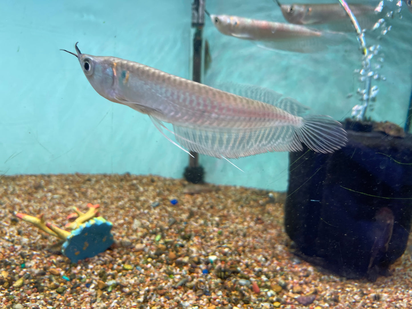 Silver Arowana