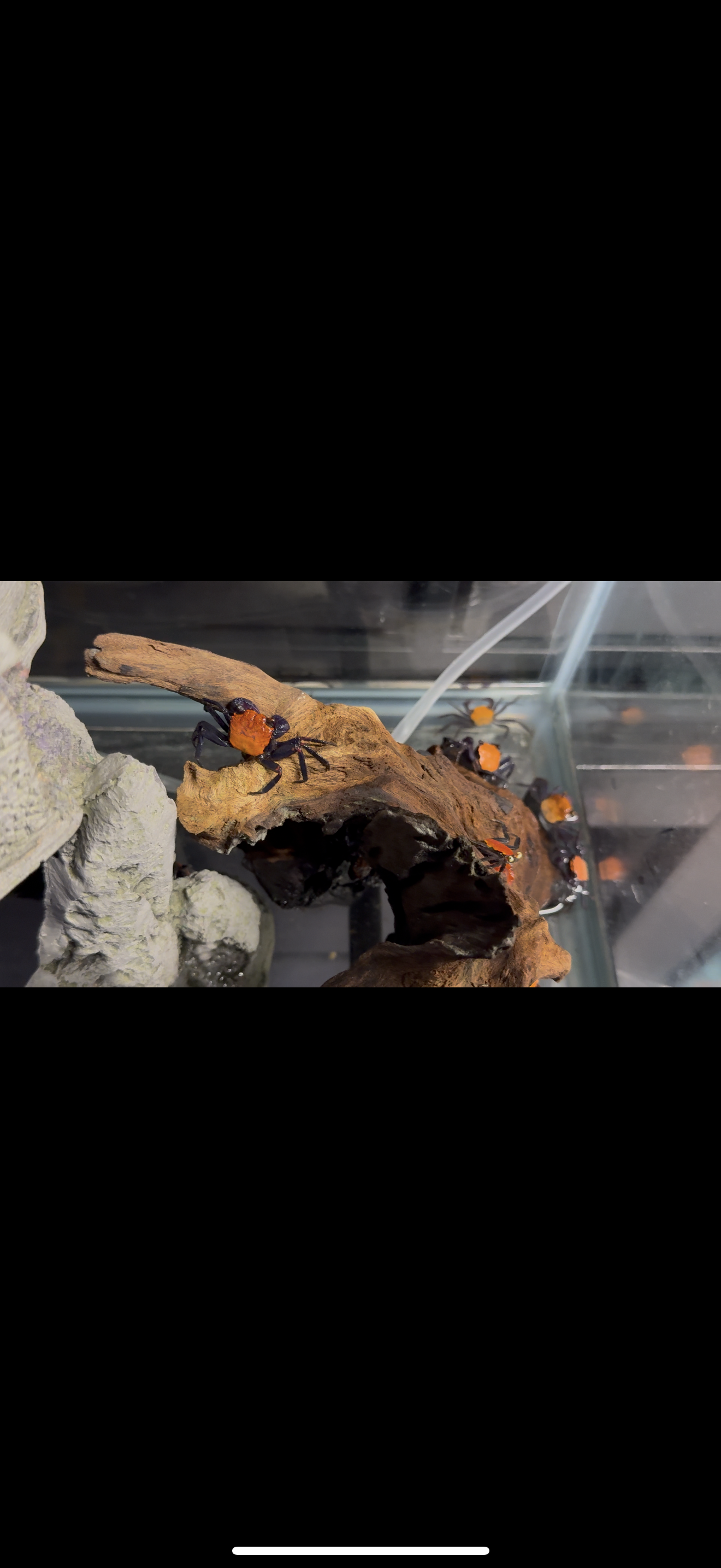 Halloween crabs 3 pack