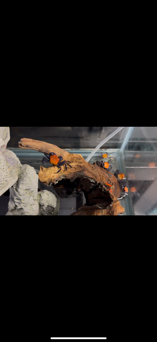 Halloween crabs 3 pack