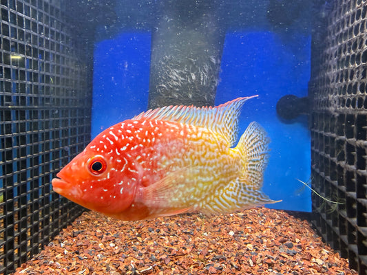 Female gold base flowerhorn