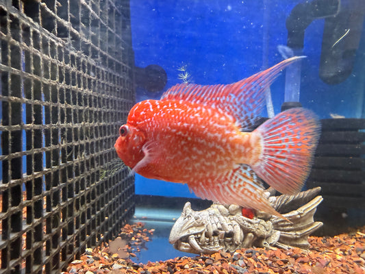 Gold base flowerhorn