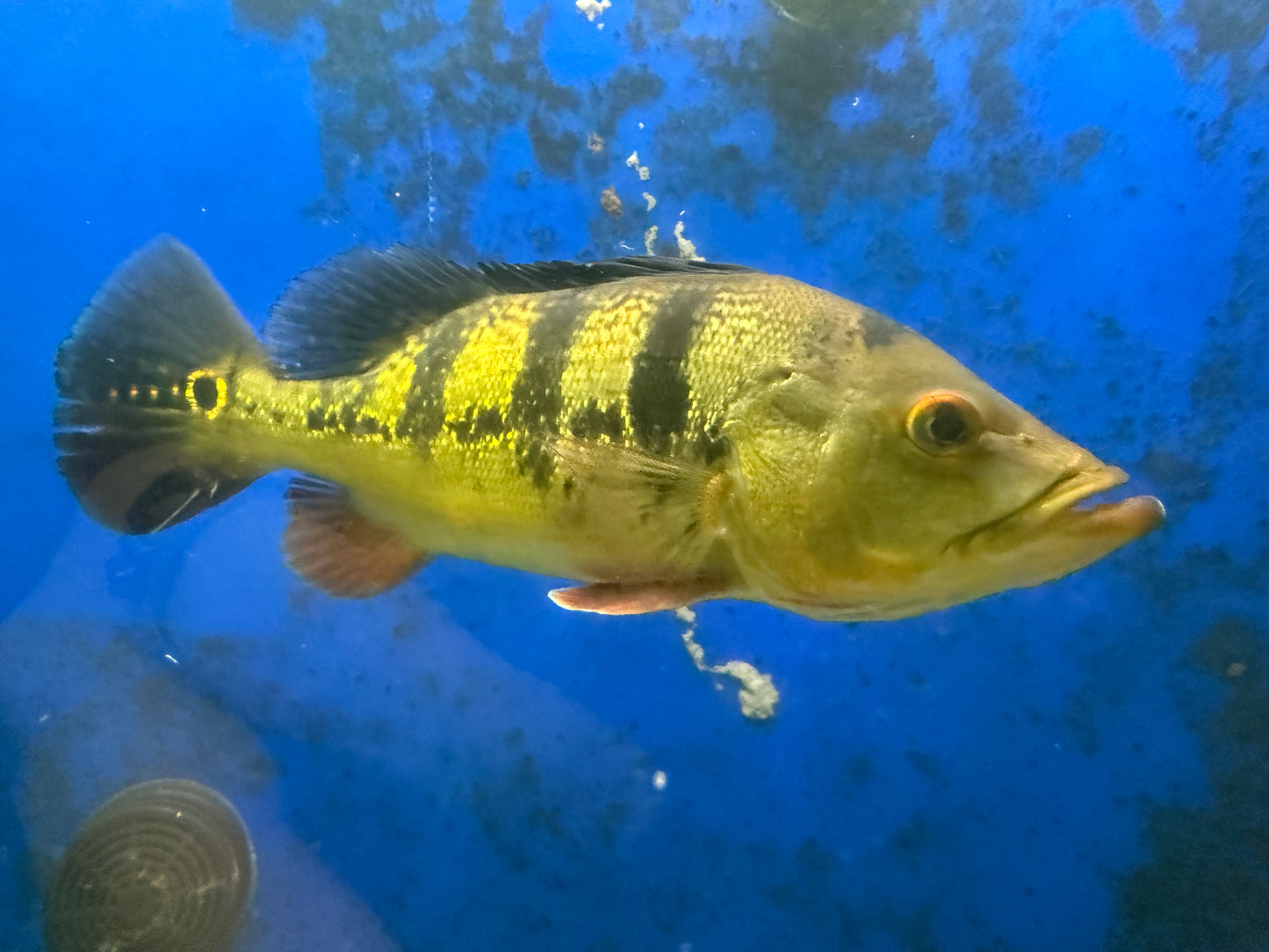 Xl peacock bass
