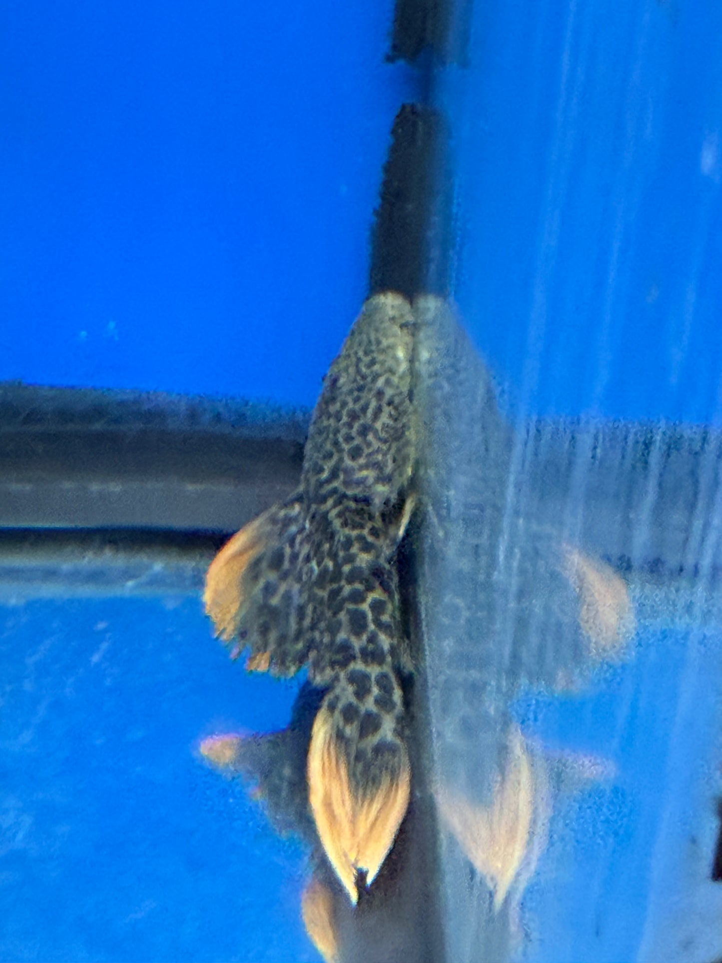 Leopard cactus pleco 5.5-6.5”