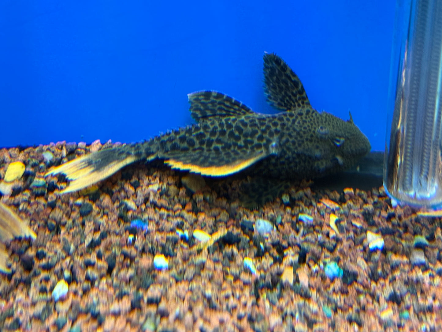 Leopard cactus pleco 5.5-6.5”