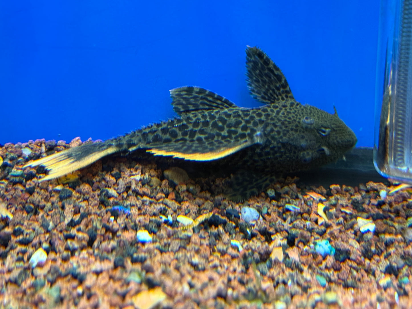 Leopard cactus pleco 5.5-6.5”