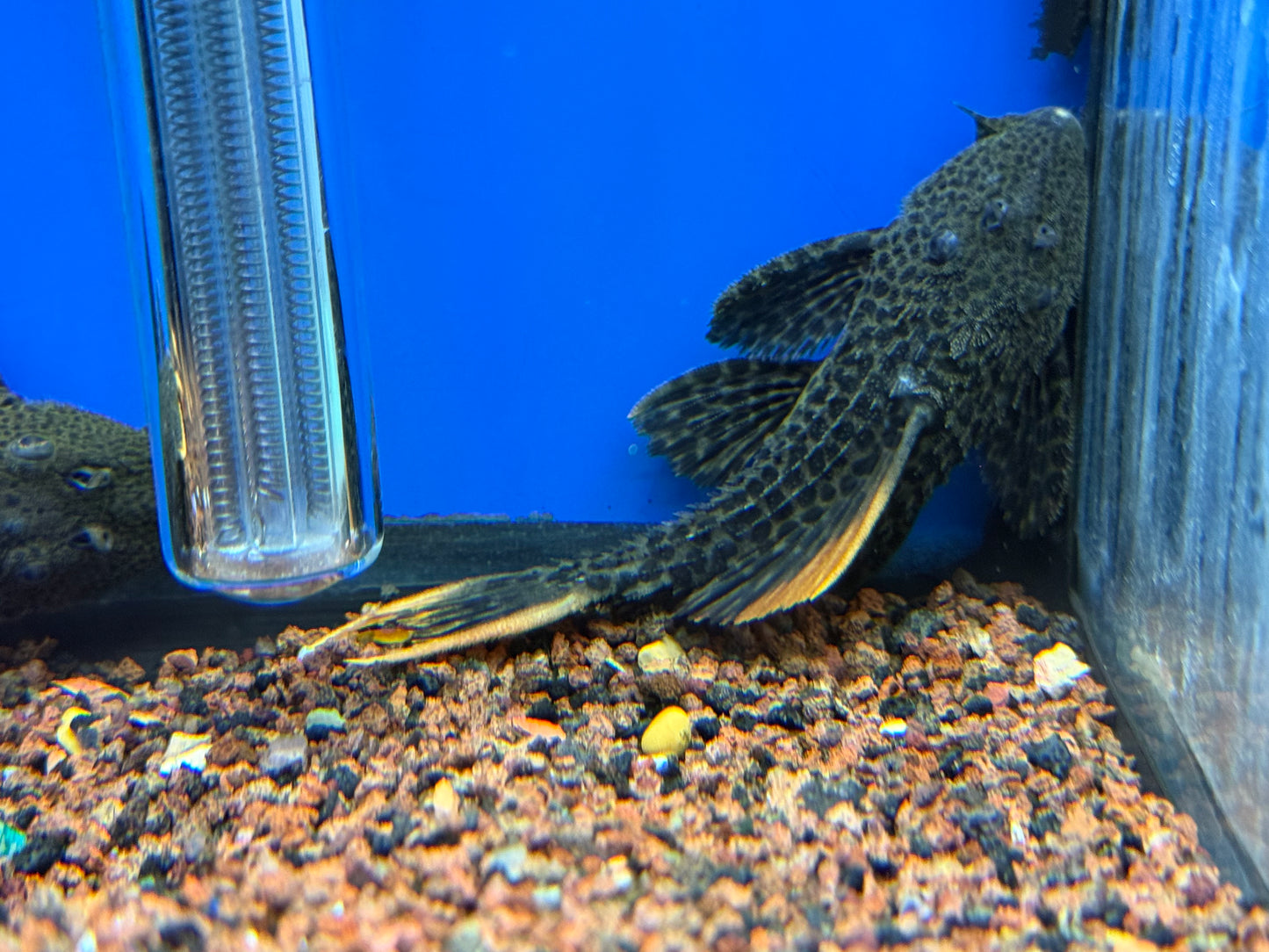 Leopard cactus pleco 5.5-6.5”