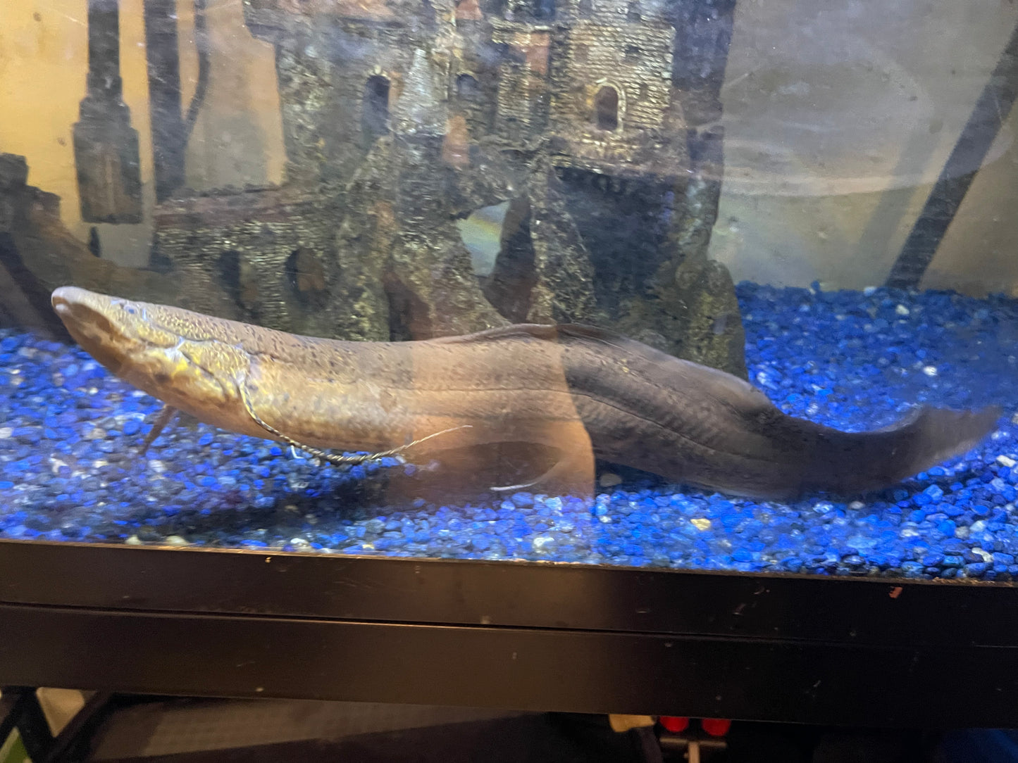 South American lungfish.