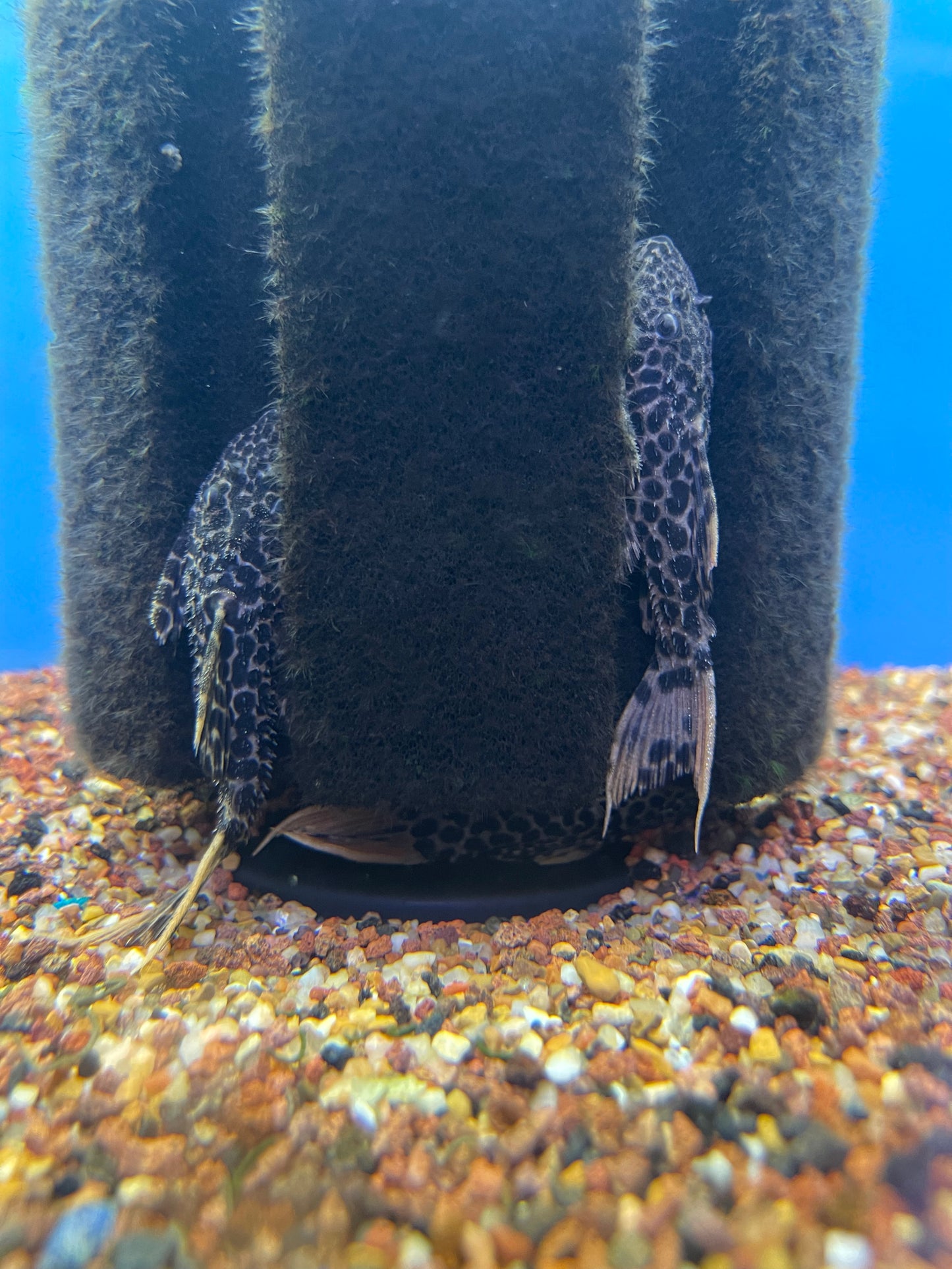 Leopard cactus pleco 2.5”