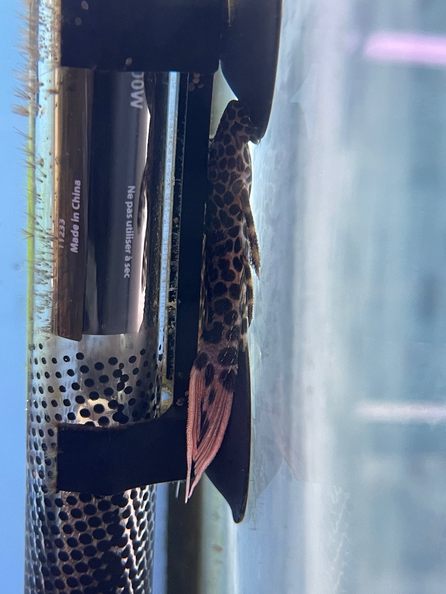 Leopard cactus pleco 2.5”