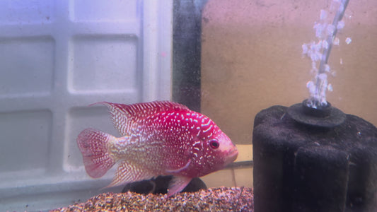 Super red Texas Cichlid