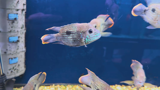 Short Body green terror