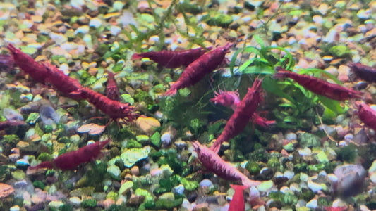 Bloody Mary cherry red shrimp