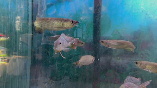Jardini arowana