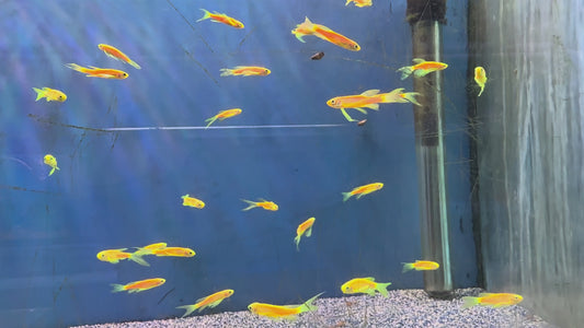 Longfin carrot danio