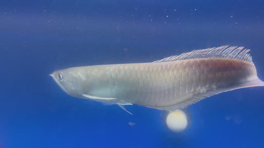 14” black arowana