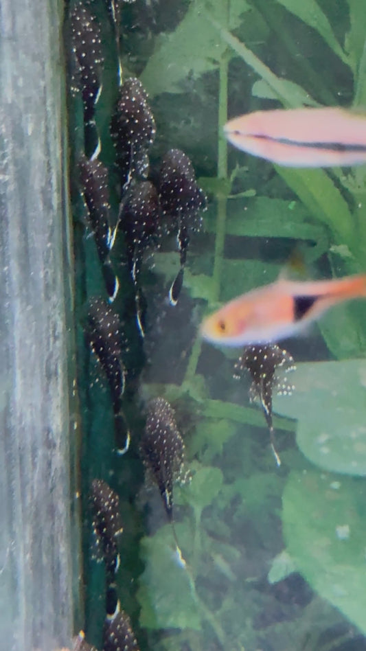 Peppermint bristlenose pleco 1.5”