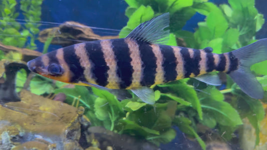 Xl banded leporinus
