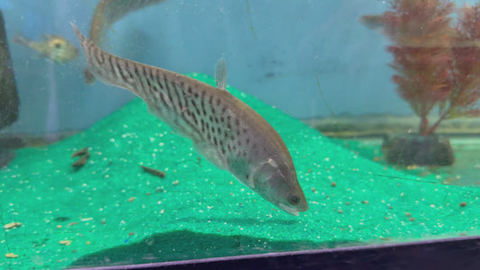 Royal knife fish 6.5-7”