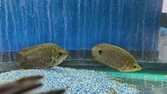 Leaf Fish-Ctenopoma acutirostre